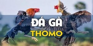 Đá gà Thomo hôm qua